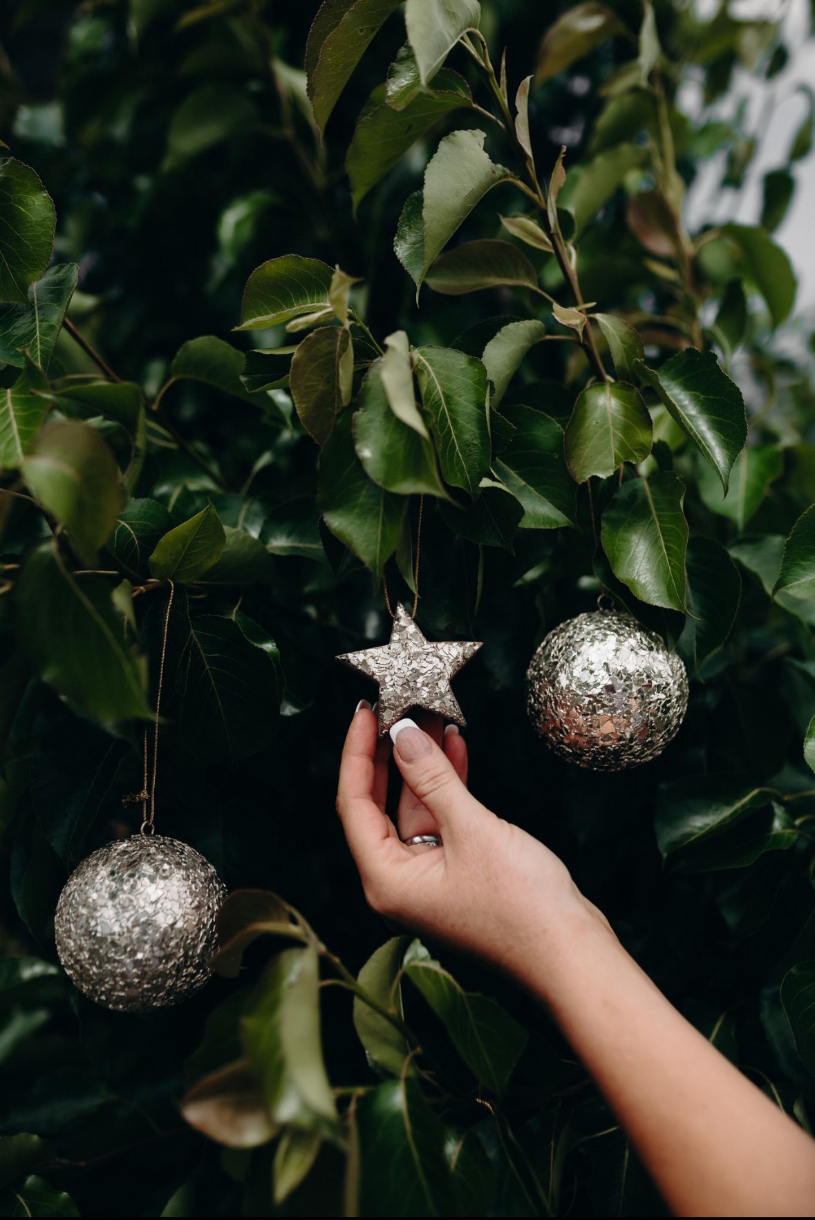 Christmas Ornaments in Champagne